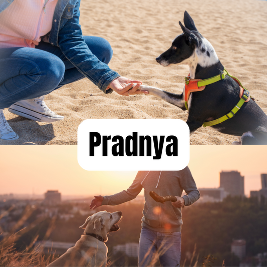 Pradnya - Pet Trainer
