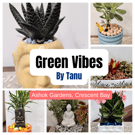 Green Vibes - Miniature Gardens - RG-26